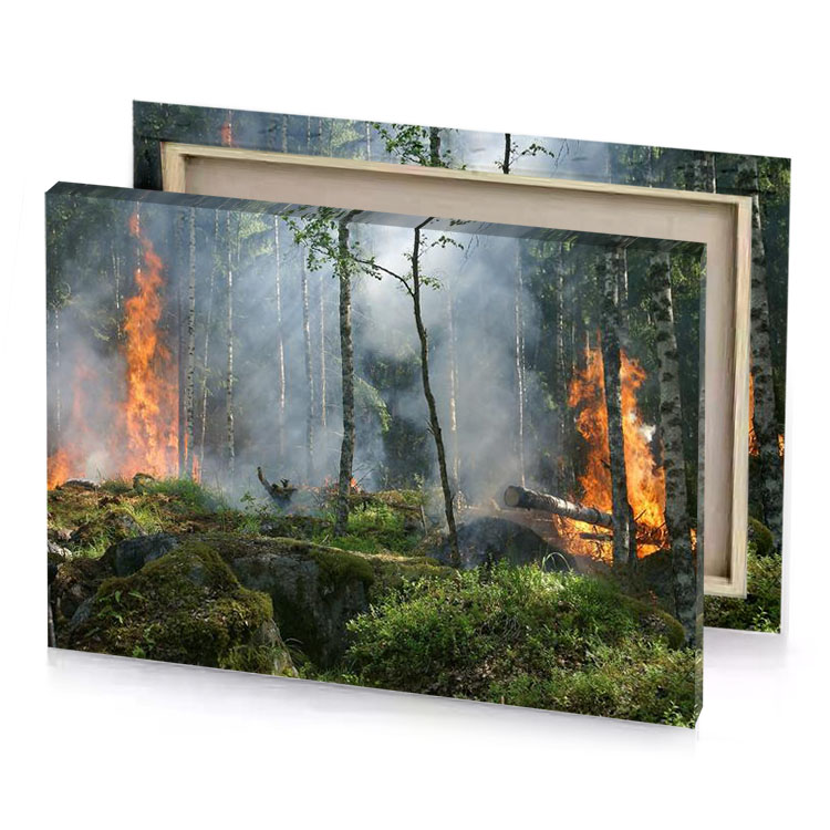 a forest fire burning in the middle of manatee canvas