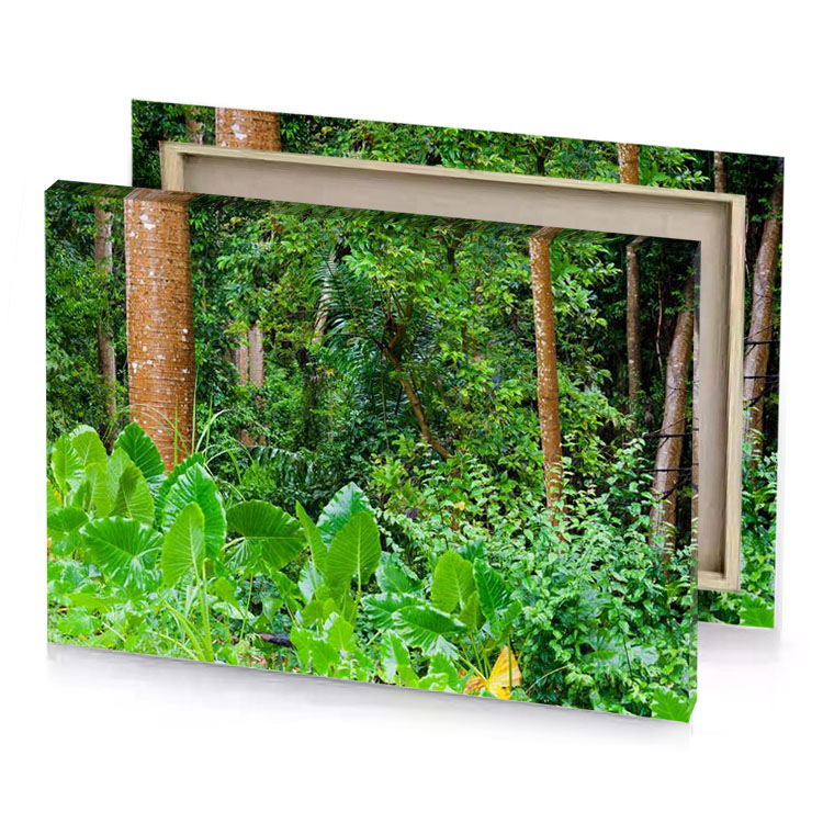 a forest with lots of green plants and trees kelly canvas