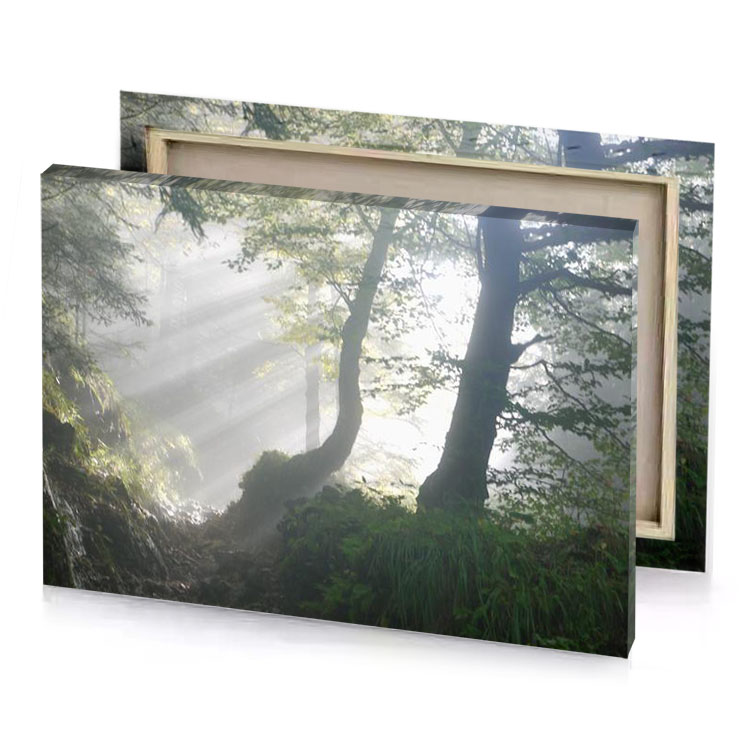 a forest with path through it platinum canvas