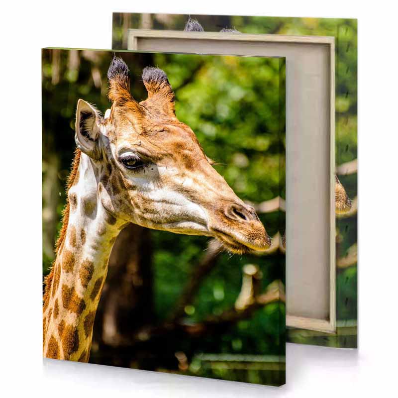 a gifet with long neck bisque canvas