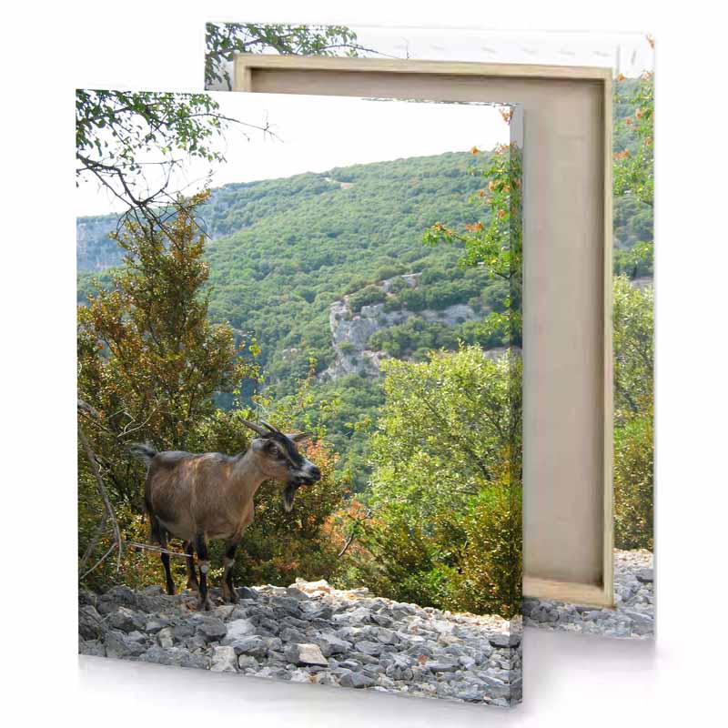 a goat standing on rocky hillside with trees and bushes dark sea green canvas
