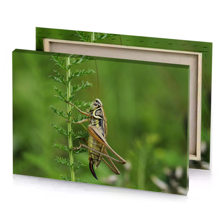 a grasshopper on plant olive drab canvas