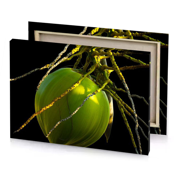a green fruit hanging from tree branch dark olive canvas
