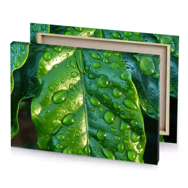 a green leaf with water droplets on it fern canvas