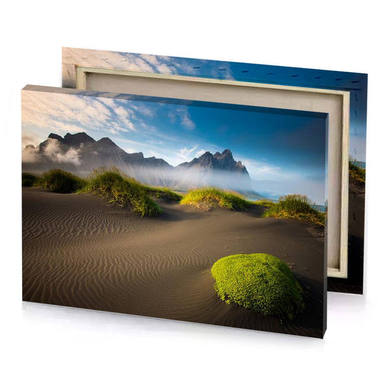a green plant in the sand dim gray canvas