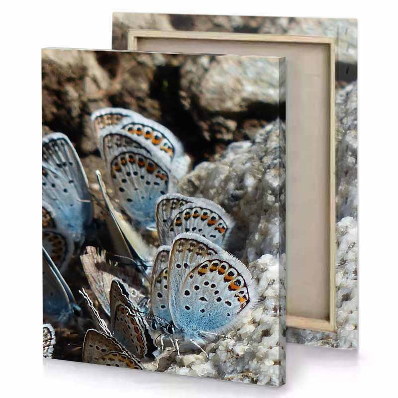 a group of blue butterflies sitting on rock gray canvas