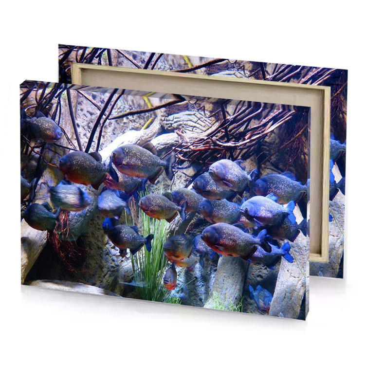 a group of fish swimming in tank dark slate blue canvas