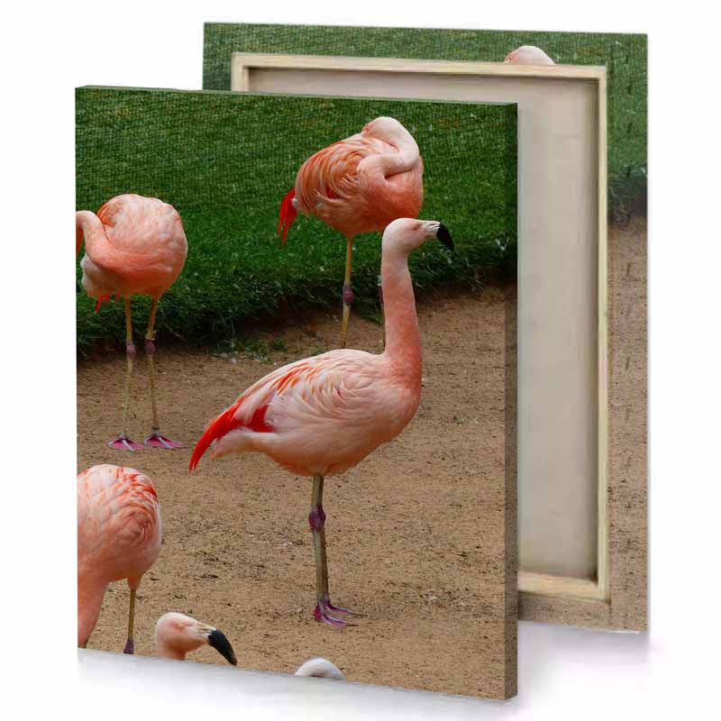 a group of flamingos standing on dirt field zinnwaldite brown canvas
