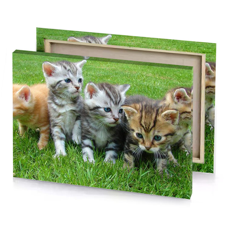 a group of kittens playing in the grass camouflage green canvas