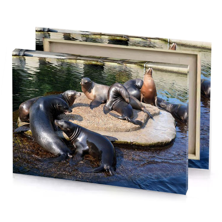 a group of sea lions sitting on rock in the tan canvas