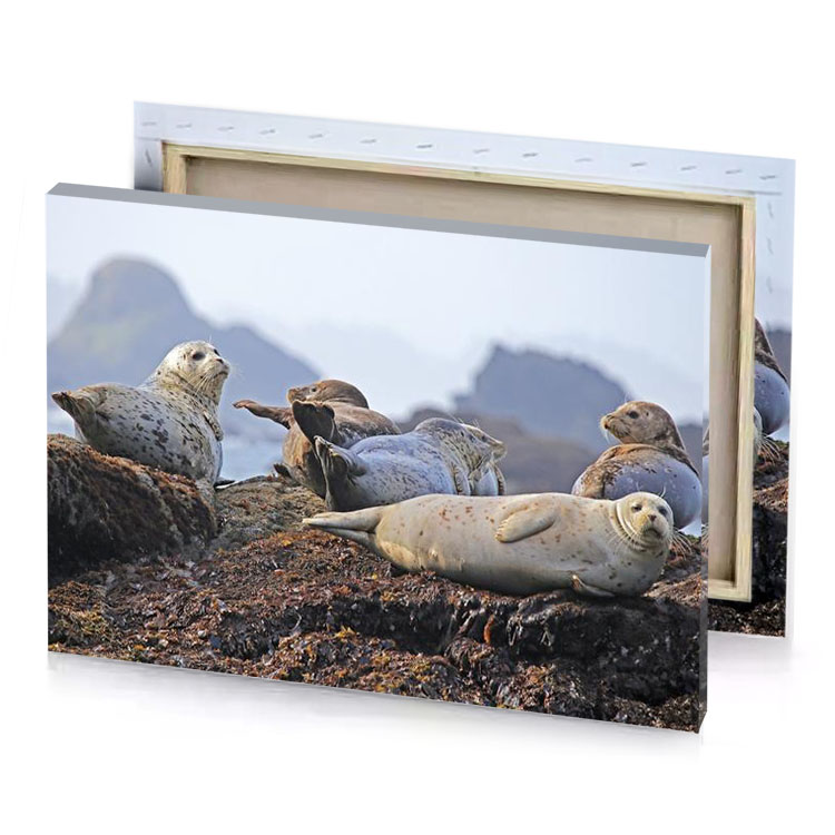 a group of seals sitting on rocky beach manatee canvas