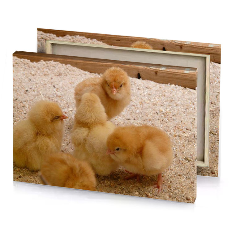 a group of small chickens sitting on pile gravel tan canvas