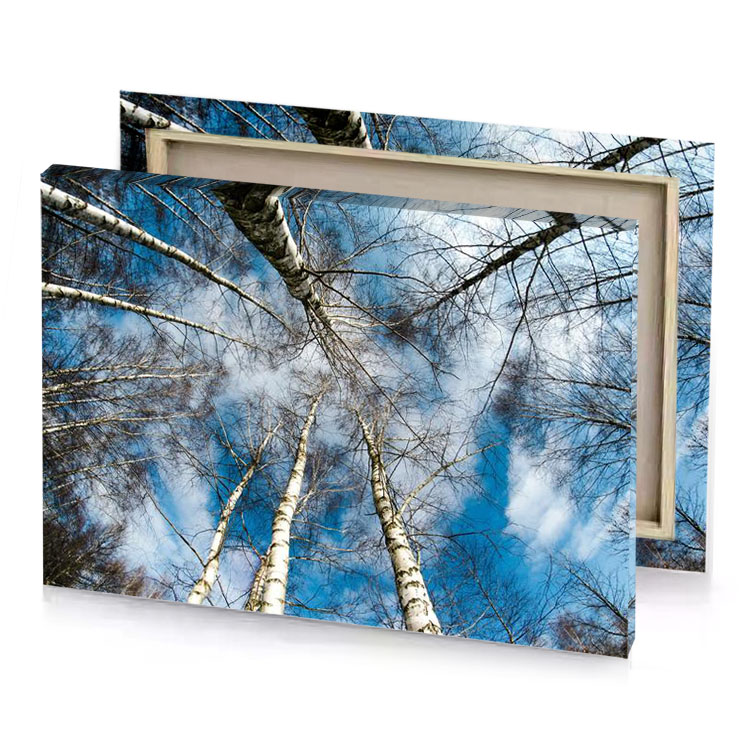 a group of trees with white trunks manatee canvas