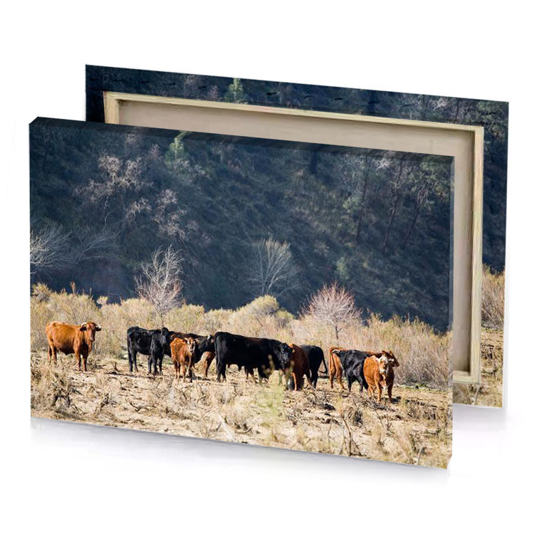 a herd of cattle standing in dry field charcoal canvas