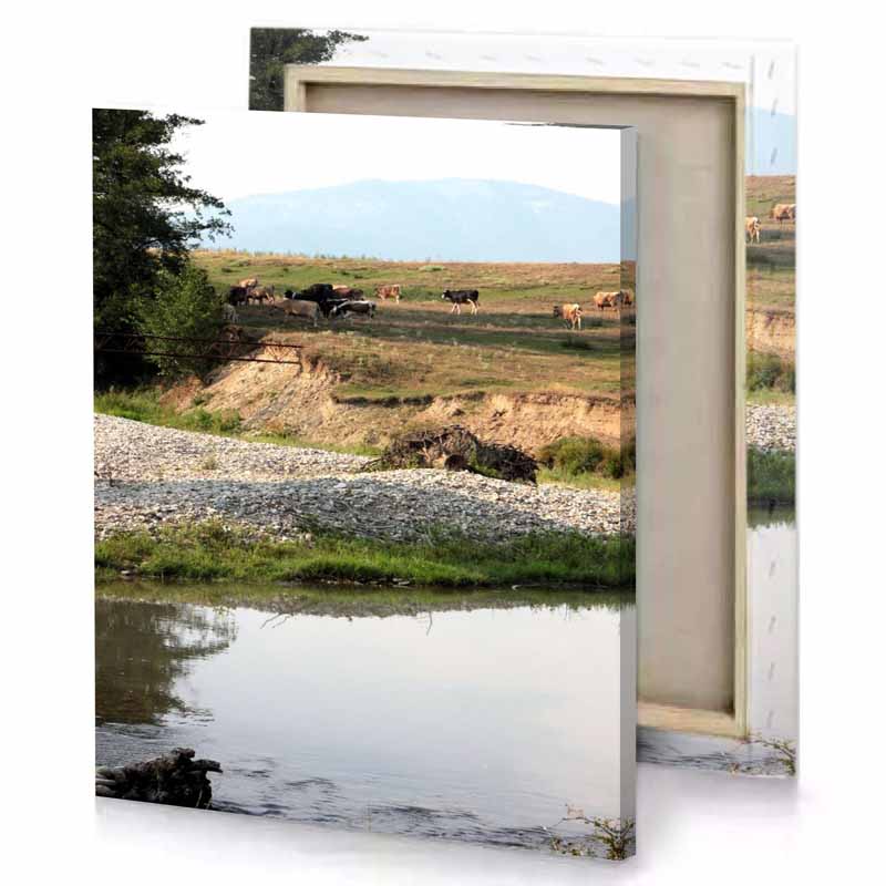 a herd of cows is grazing in field dark khaki canvas