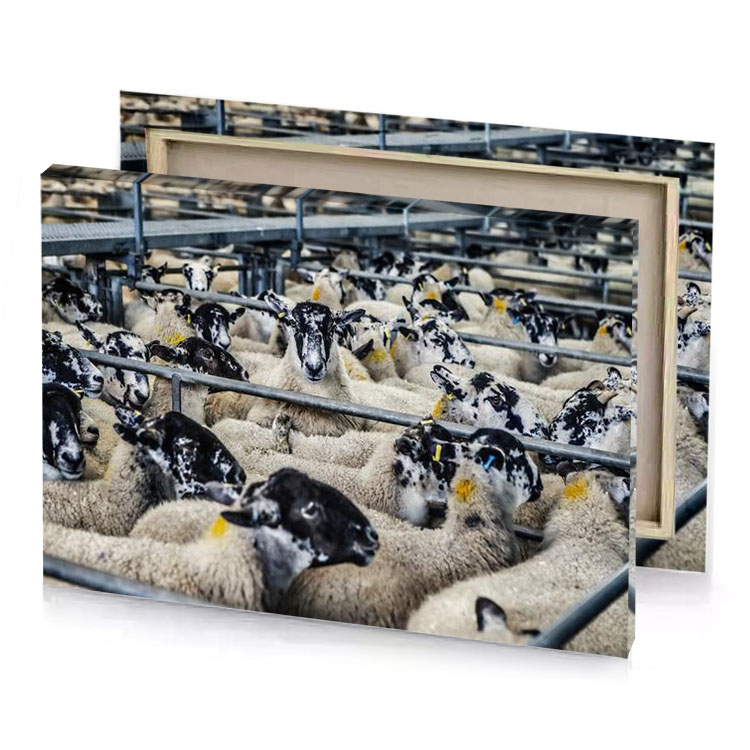 a herd of sheep silver canvas