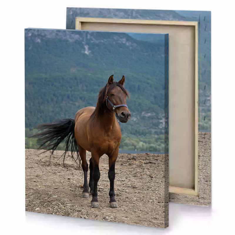 a horse standing on rocky mountain side bistre canvas