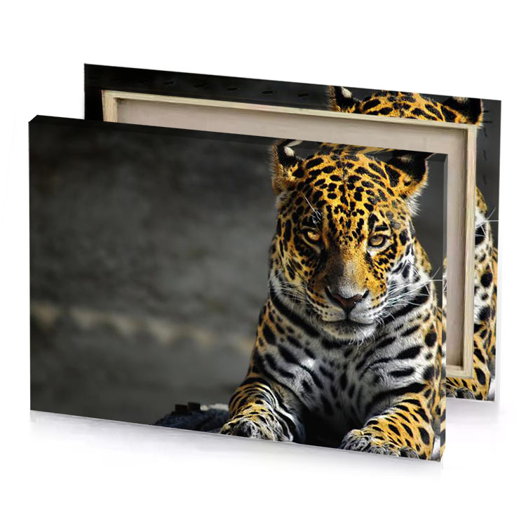 a jaguar is seen in this und looking photograph charcoal canvas