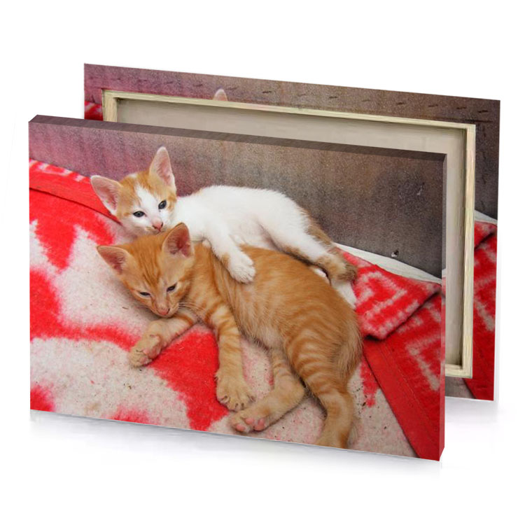 a kitten and laying on blanket lust canvas