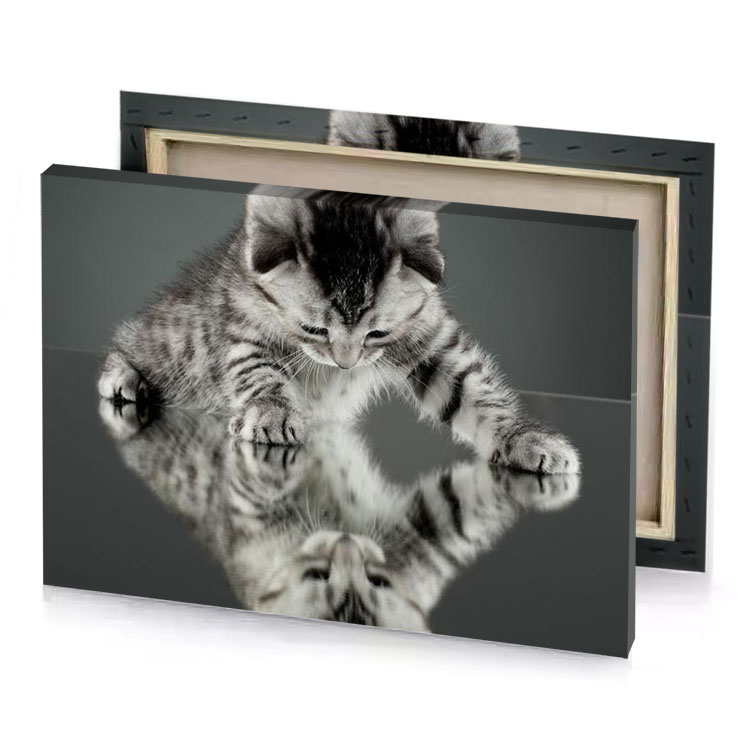 a kitten is reflected in mirror manatee canvas