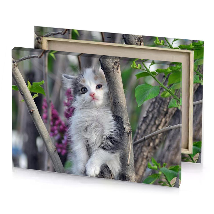 a kitten is sitting in tree silver canvas