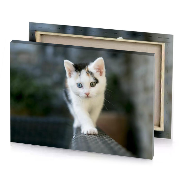 a kitten is standing on ledge silver canvas