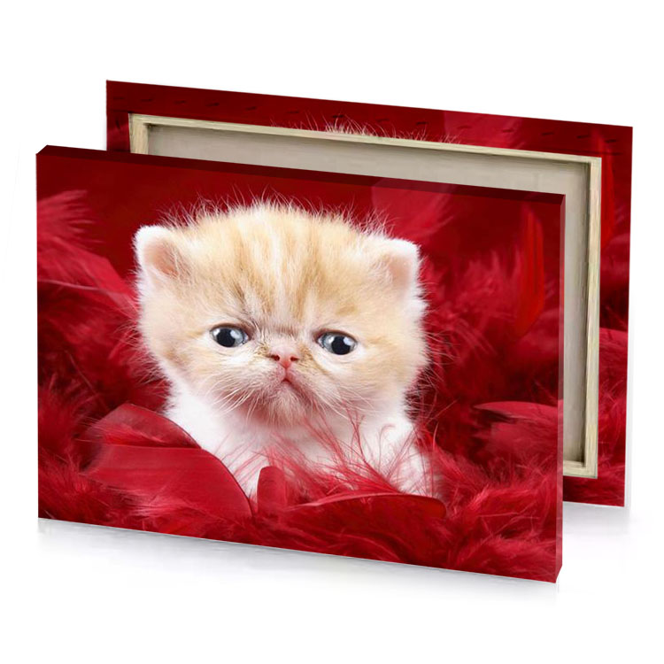 a kitten with blue eyes sitting in pile of red apricot canvas