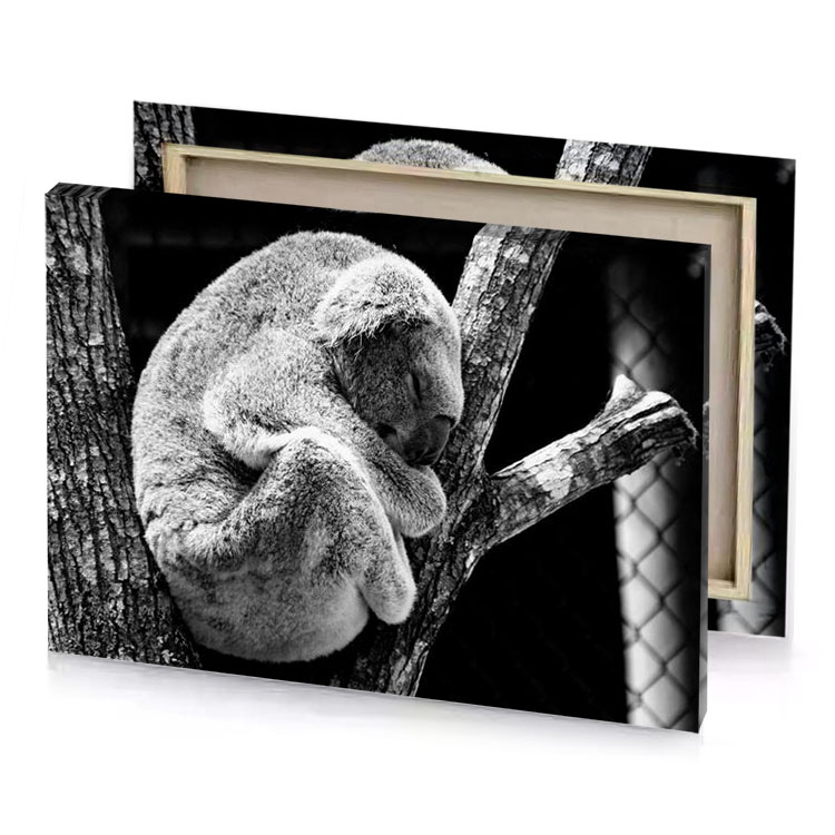 a koalaa sleeping in tree silver canvas