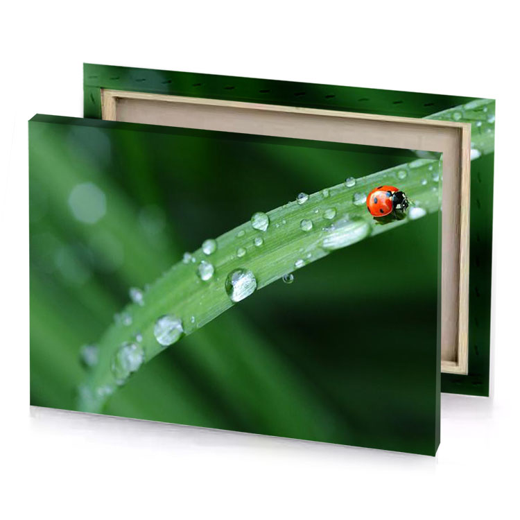 a lady bug on blade of grass camouflage green canvas