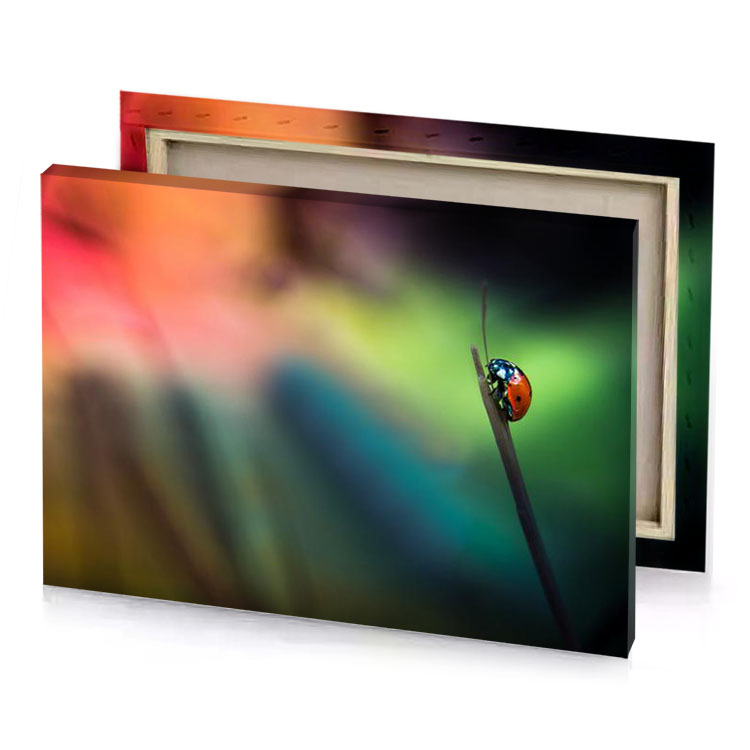 a ladybird sits on blade of grass bistre canvas