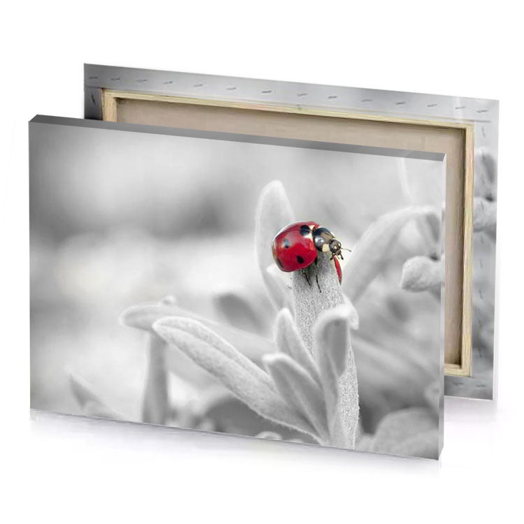 a ladybird sitting on top of plant platinum canvas