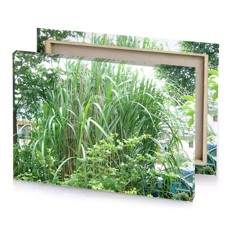 a large bush of plants camouflage green canvas