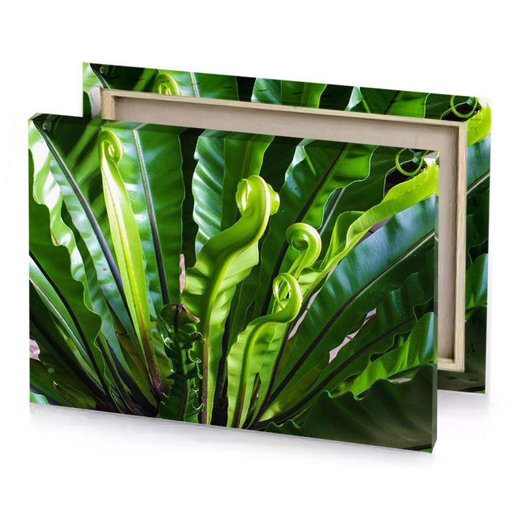 a large green plant with leaves growing in it olive drab canvas