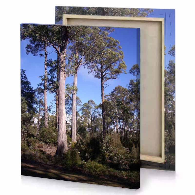 a large tree in the middle of forest light sky blue canvas