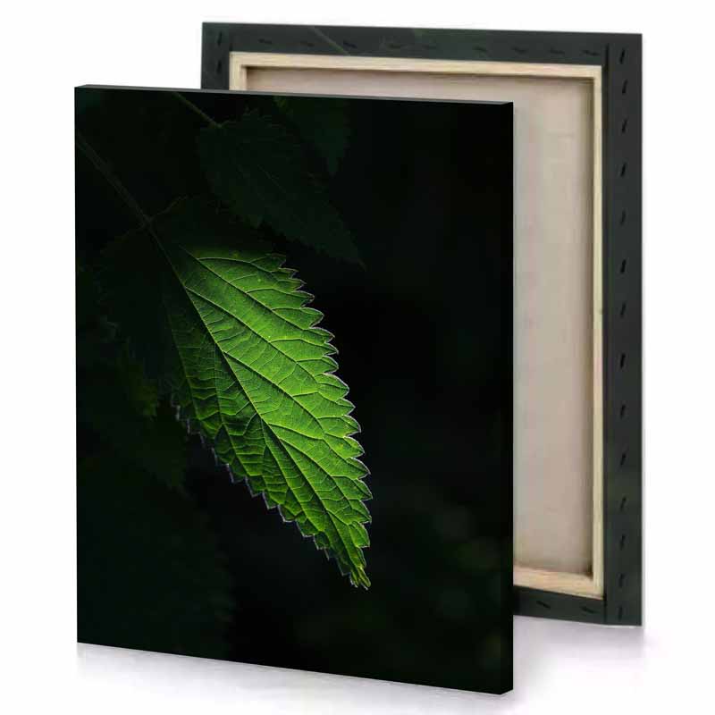 a leaf with green color olive drab canvas