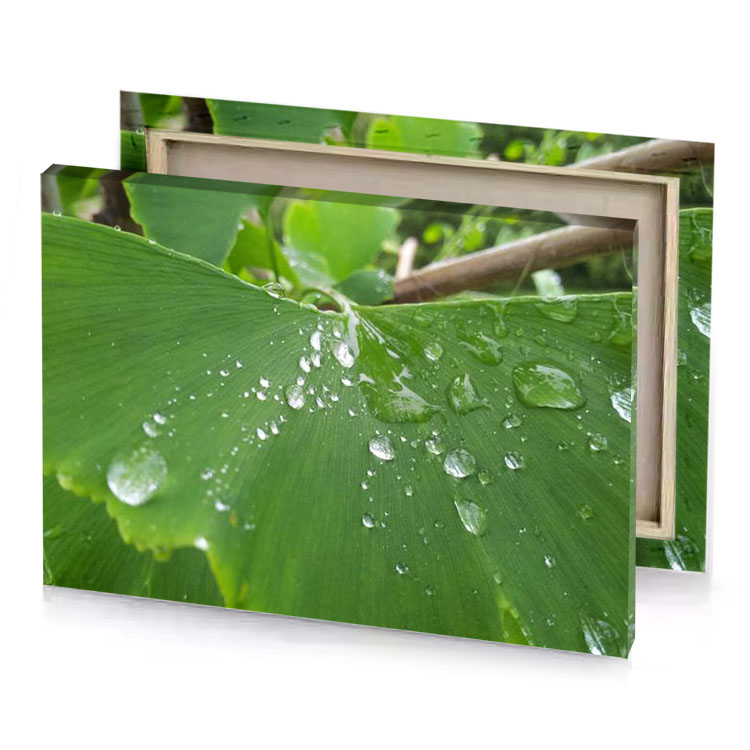 a leaf with water droplets on it fern green canvas