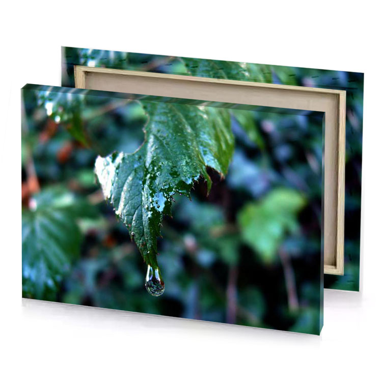 a leaf with water droplets teal blue canvas