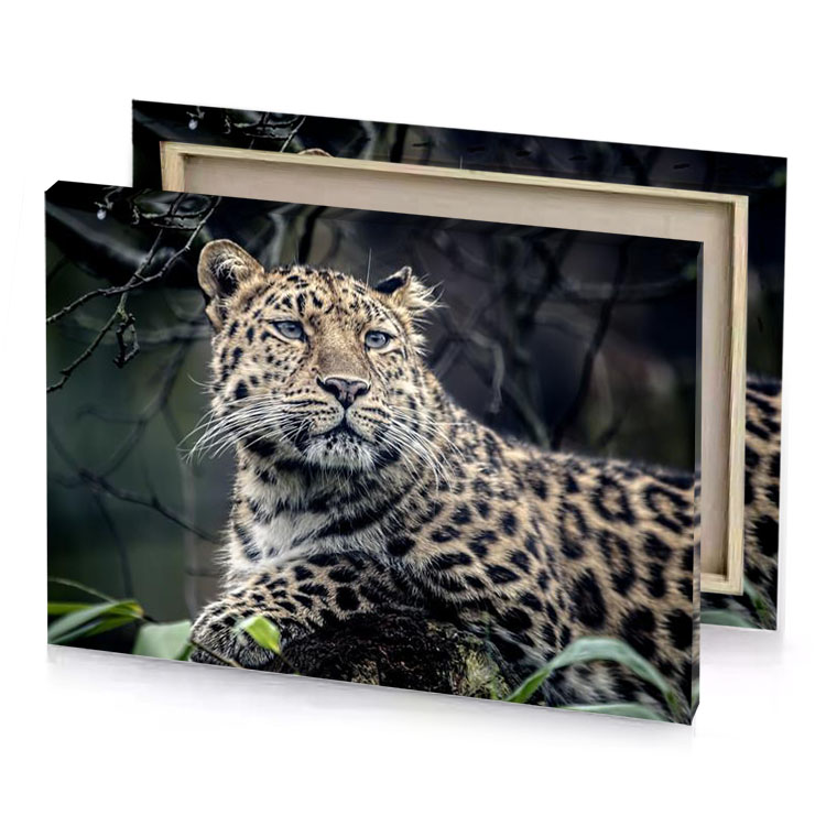 a leopard cub in tree rose quartz canvas