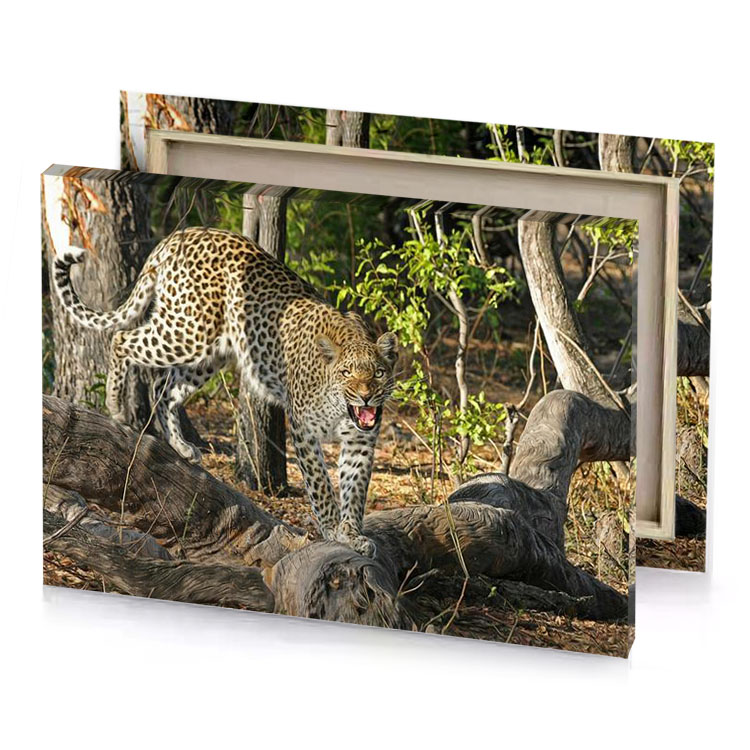 a leopard walking through forest filled with dead trees sienna canvas