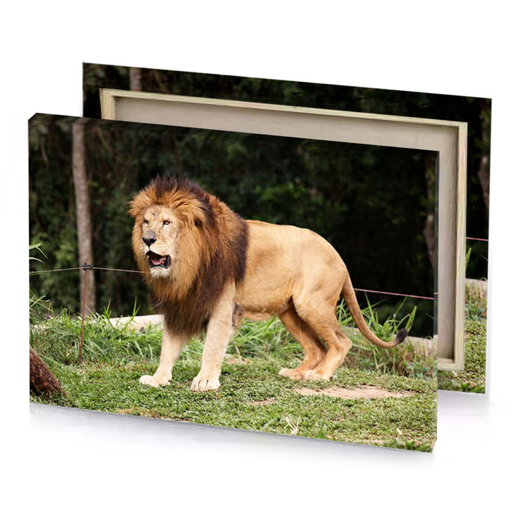 a lion walking across lush green field dark khaki canvas