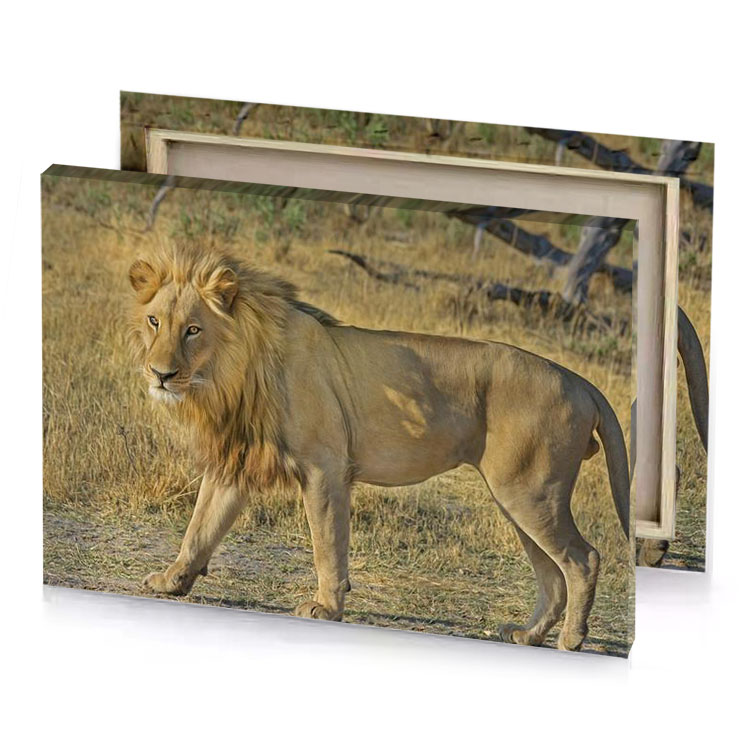 a lion walking in field of grass camouflage green canvas