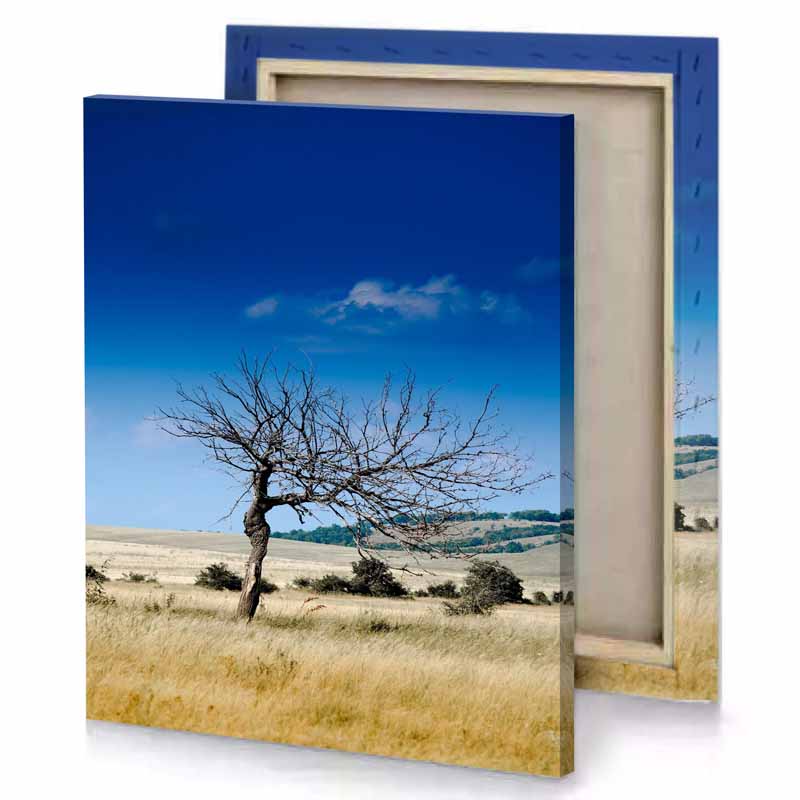 a lone tree in field of tall grass steel blue canvas