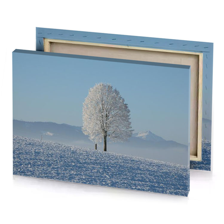a lone tree stands in snowy field manatee canvas