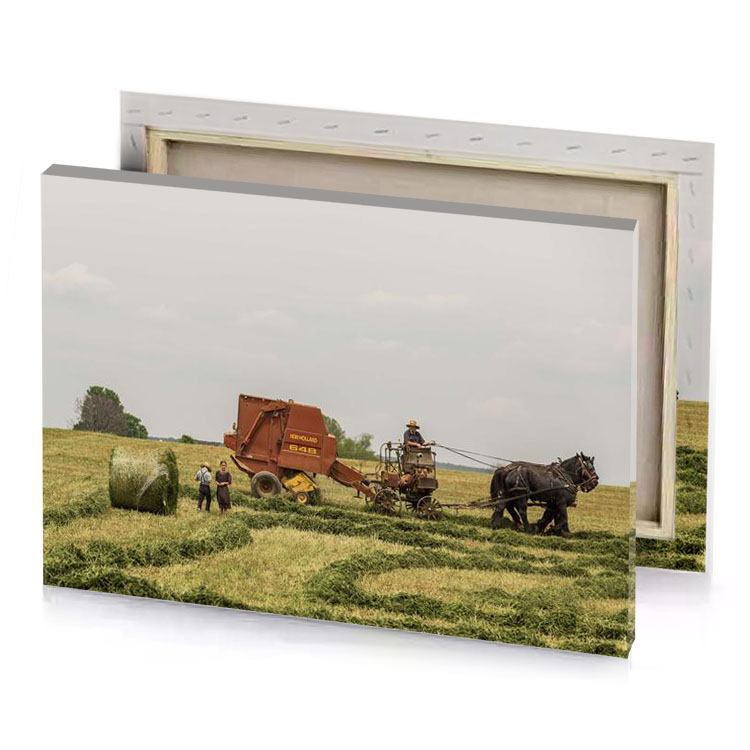 a man is driving horse drawn hay sepia canvas
