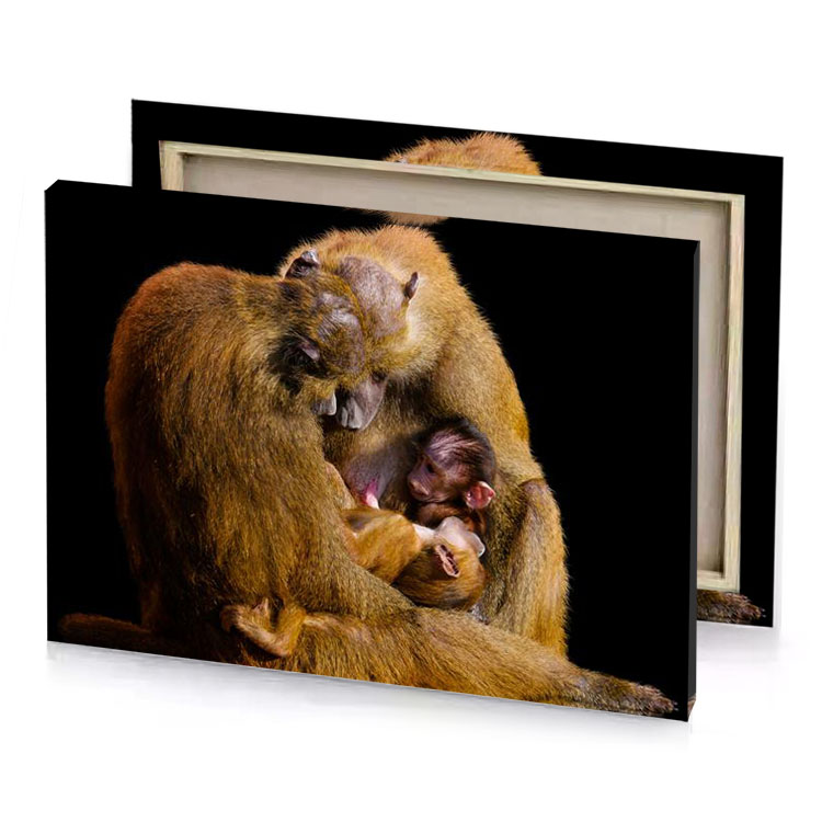 a monkey is holding baby in its mouth sepia canvas