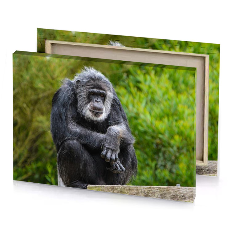 a monkey sitting on wooden fence taupe canvas