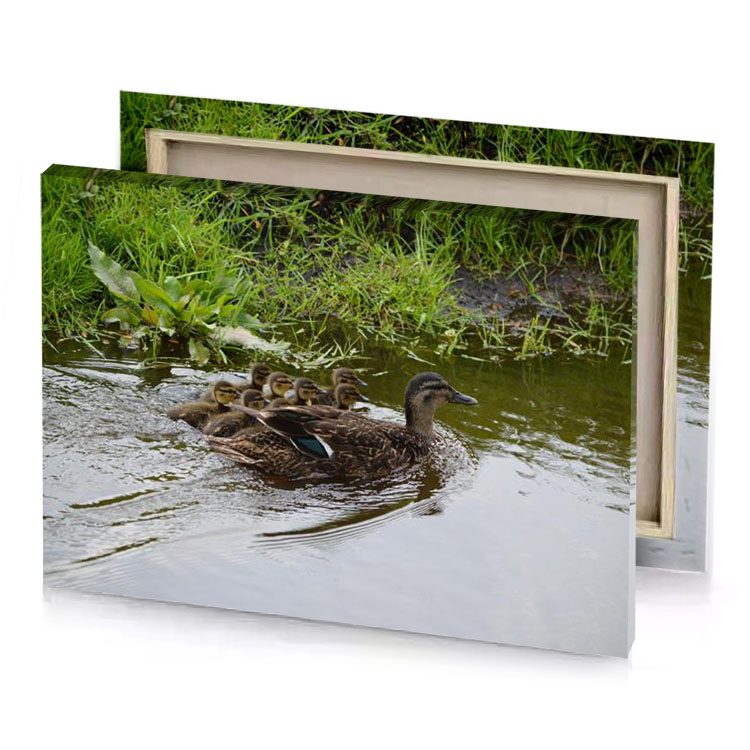 a mother duck and her two young ducks swimming in olive drab canvas