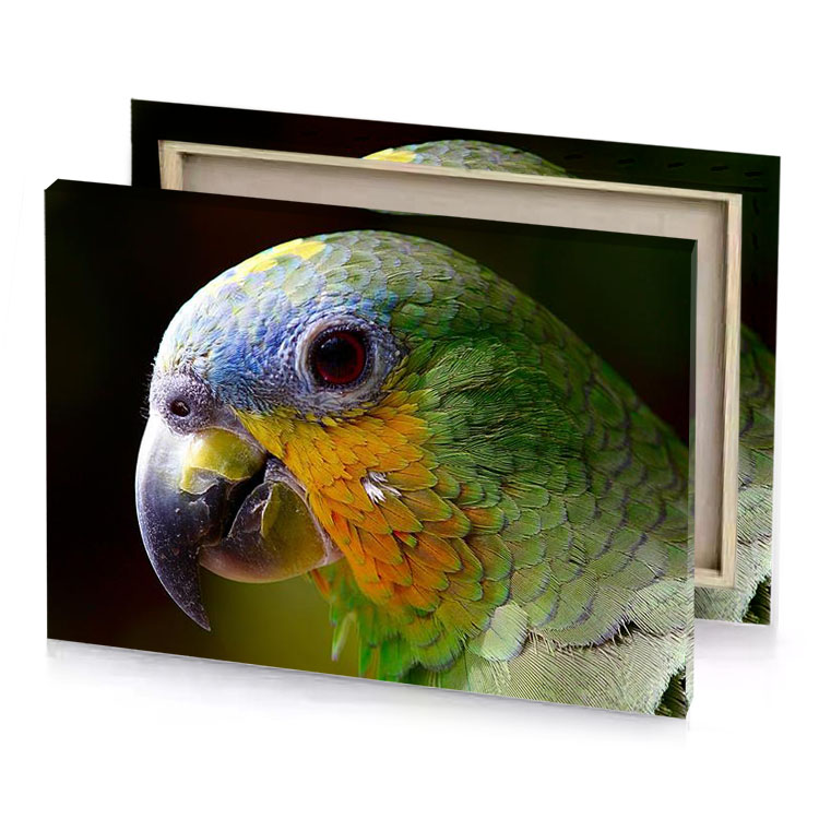 a parrot with yellow and green head dark golden rod canvas