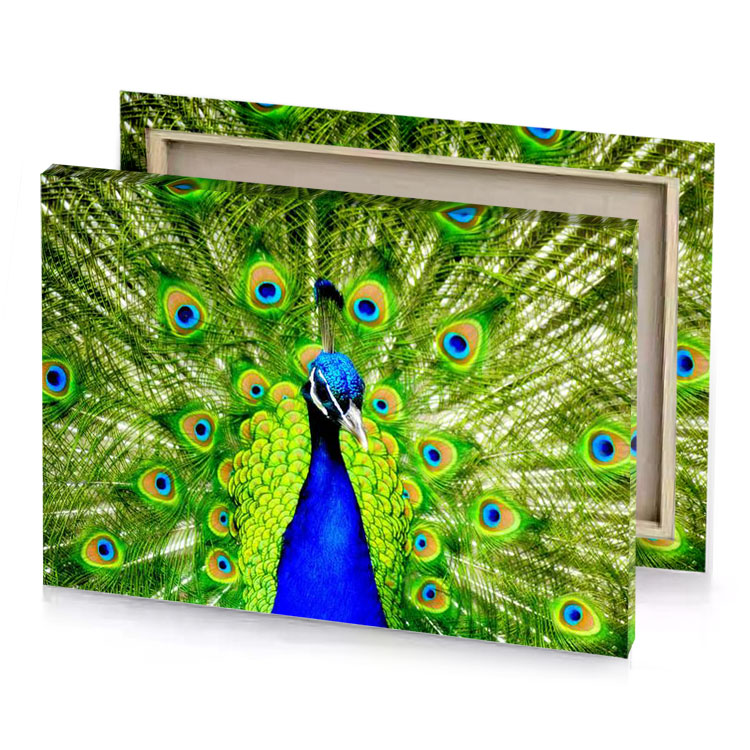 a peacock with its feathers spread out blue canvas