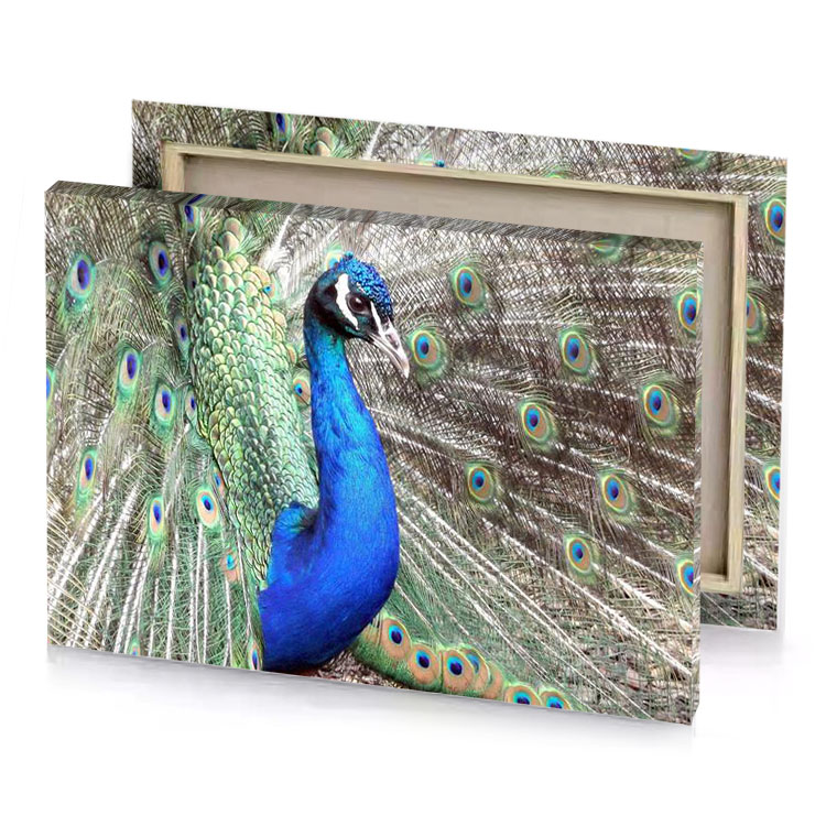 a peacock with its feathers spread out dodger blue canvas